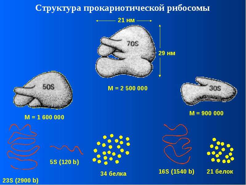 В состав рибосом входят. Рибосомы. Каркас рибосомы. Рибосомы прокариотических клеток. Шаг рибосомы.