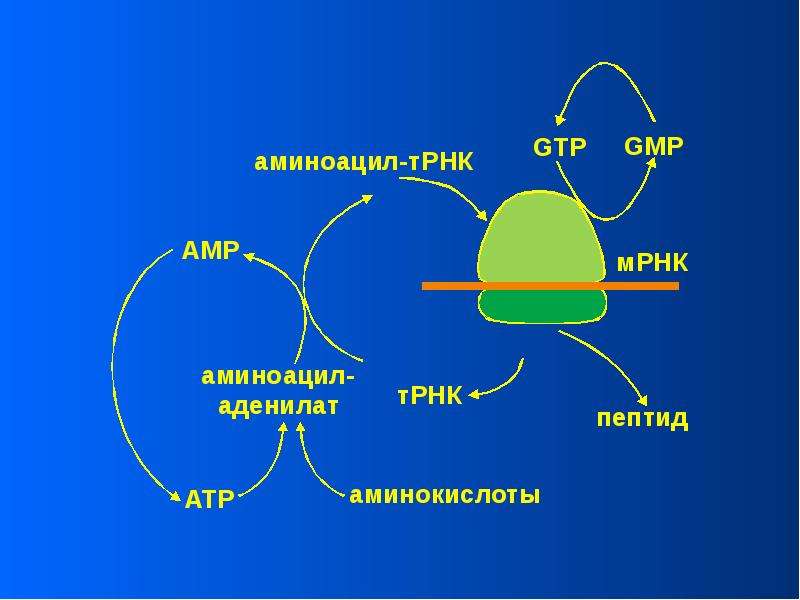 1 установи рисунок на котором представлен а о рибосома