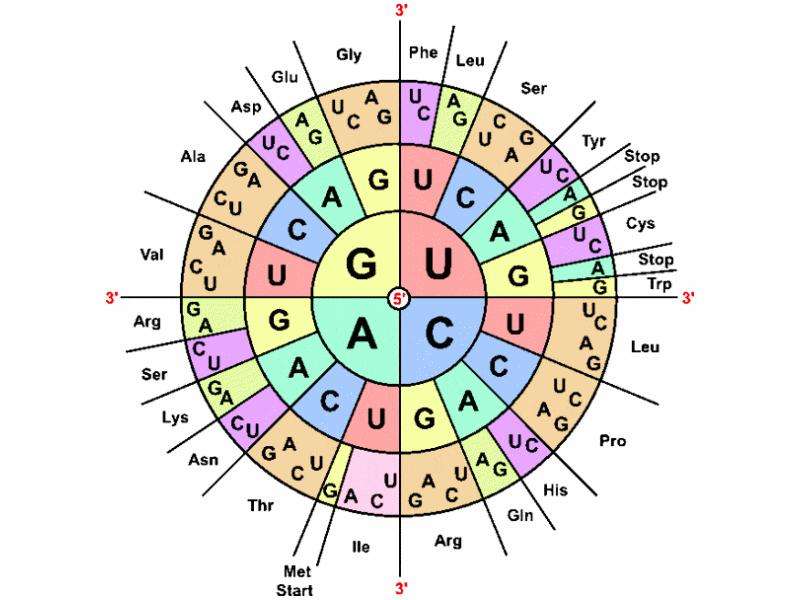 Схема генетического кода