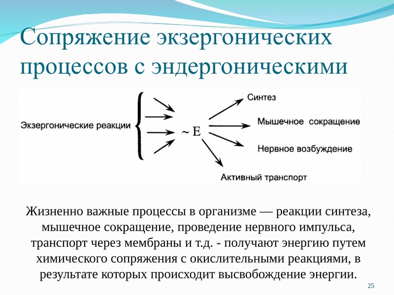 Жизненно важные процессы. Экзергонические и эндергонические процессы. Экзоргонические и эндогернические процесы в организме. Экзергонические и эндергонические процессы протекающие в организме. Экзеорганические процессы в организме.