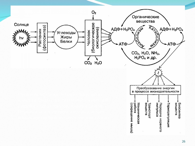 В живом организме источником энергии является. Динамическая биохимия. Источники энергии для человека биохимия. Функциональная система обмена жиров у животных. Динамическая биохимия пример.