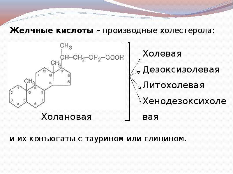 Желчные кислоты презентация