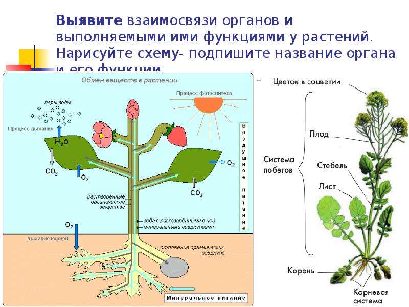 Растительный организм 6 класс