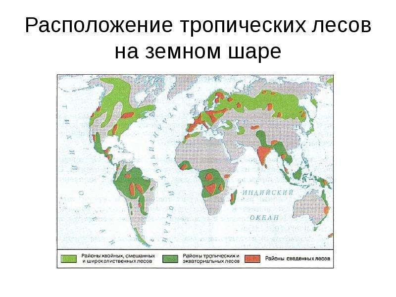 Тропические леса карта