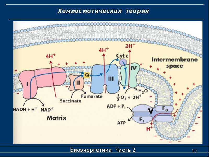 Хемиосмотическая теория митчелла схема