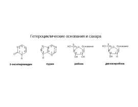 Структура гетероциклов, нуклеозидов и нуклеотидов