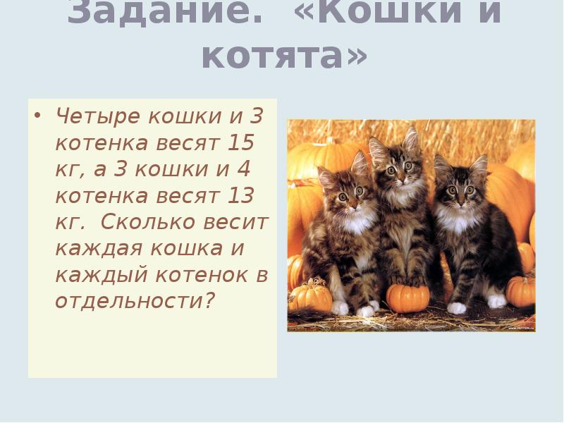 Кошка 4 кг