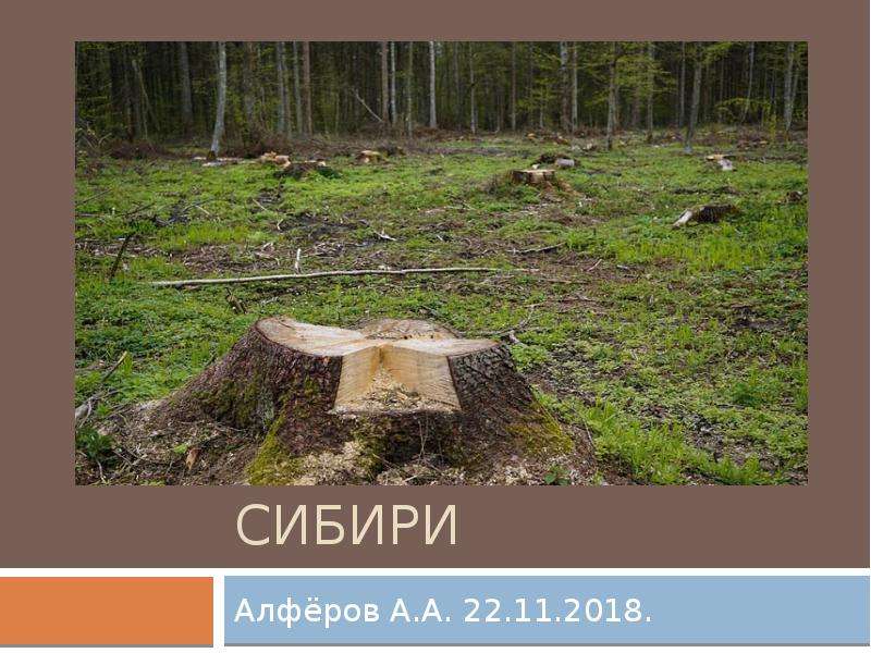 Вырубка лесов Сибири Алфёров А. А. 22. 11. 2018.