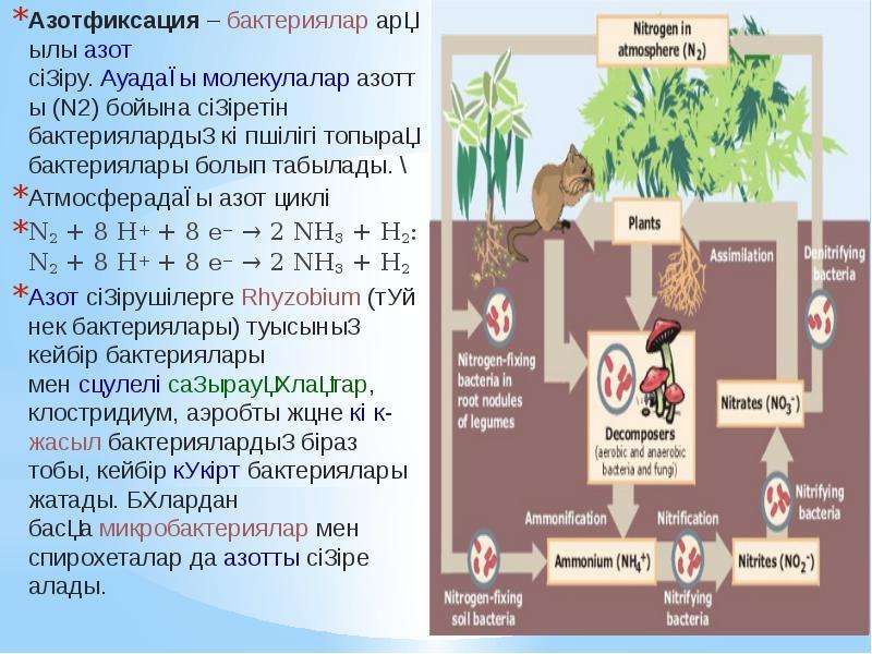 Процесс азотфиксации. Азотфиксация. Азотфиксация азота. Азотфиксация процесс. Биологическая азотфиксация.