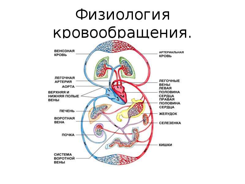 Острые нарушения кровообращения презентация