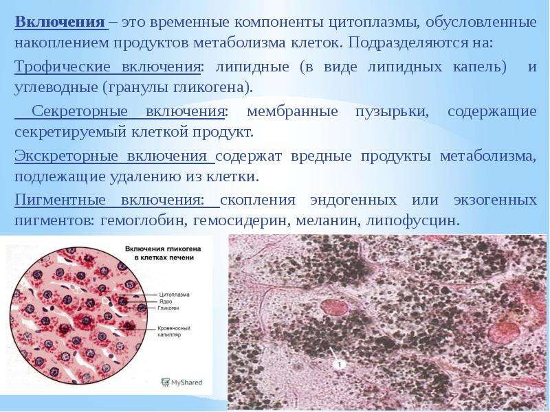 Включения клетки. Включения трофические секреторные. Трофические белковые включения. Трофические включения клетки. Белковые включения в цитоплазме клеток.