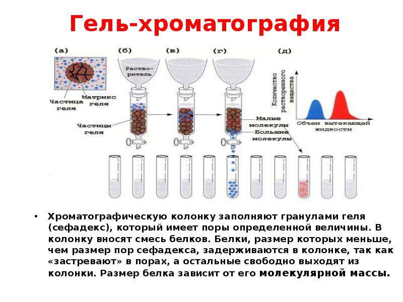 Выход белок. Метод гель хроматографии. Гель-хроматография белков. Гель-проникающая хроматография. Сефадекс хроматография.