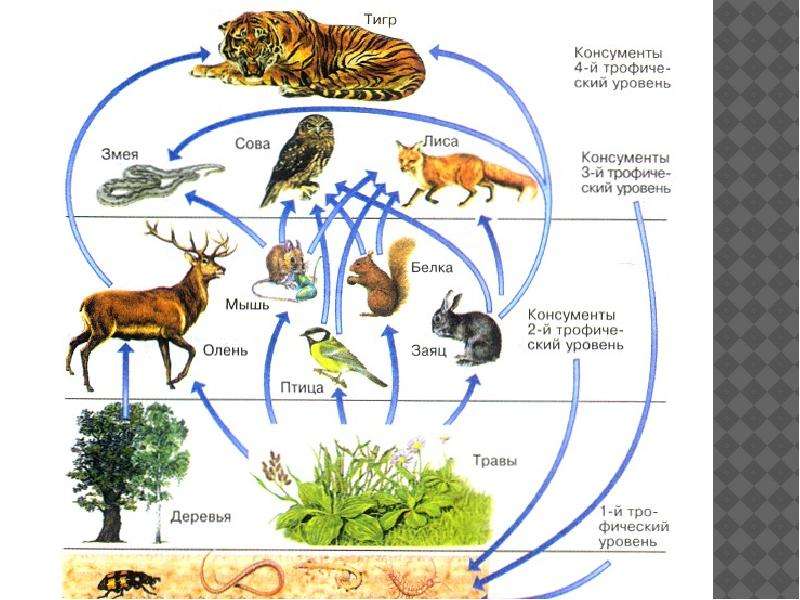 Трофические уровни схема