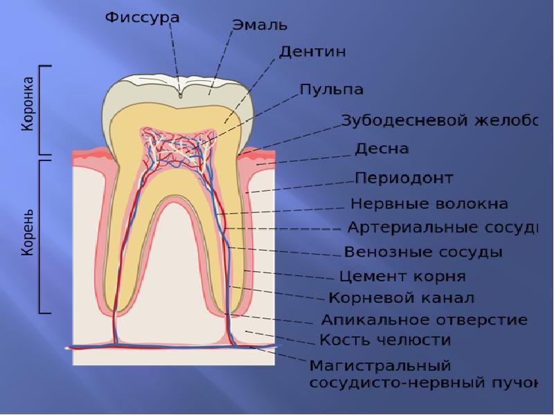 Тіс дәрігері фото