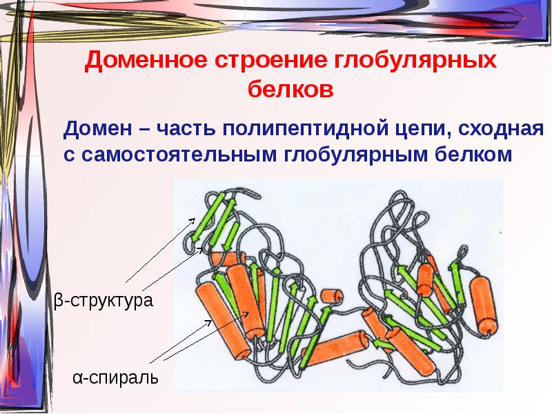 Белки строение и функции белков. Строение глобулярных белков. Глобулярный белок структура. Глобулярные белки трипсин. Третичная структура белка глобулярные и фибриллярные.