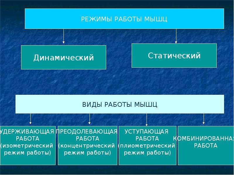 Виды работы режимы работы мышц