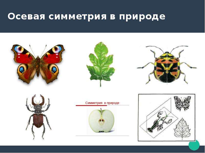 Какими видами симметрии обладают рисунки