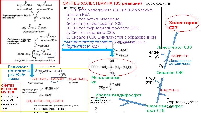 Происходит синтез белков и липидов. Синтез жирных кислот таблица. Синтез жирных кислот биотин. Синтез жирных кислот в цитозоле клетки.. Синтез жирных кислот в печени.