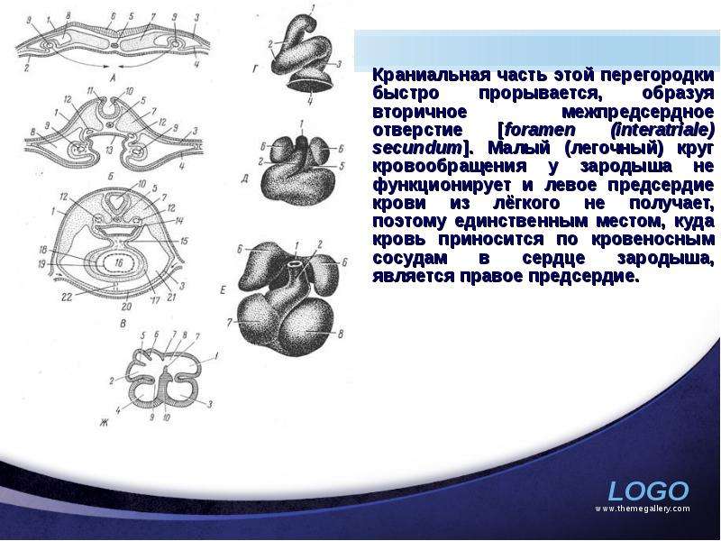 Краниальный это. Краниальная часть. Краниальная часть зародыша. Краниальный это в анатомии. Краниальная часть легкого.