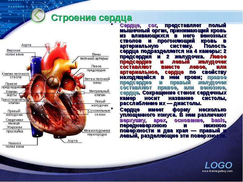 Полости сердца. Строение сердца 4 полости. Анатомия сердца презентация. Сердце человека для презентации. Функциональная анатомия сердца.