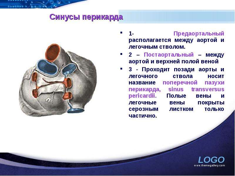 Клапаны аорты и легочного ствола