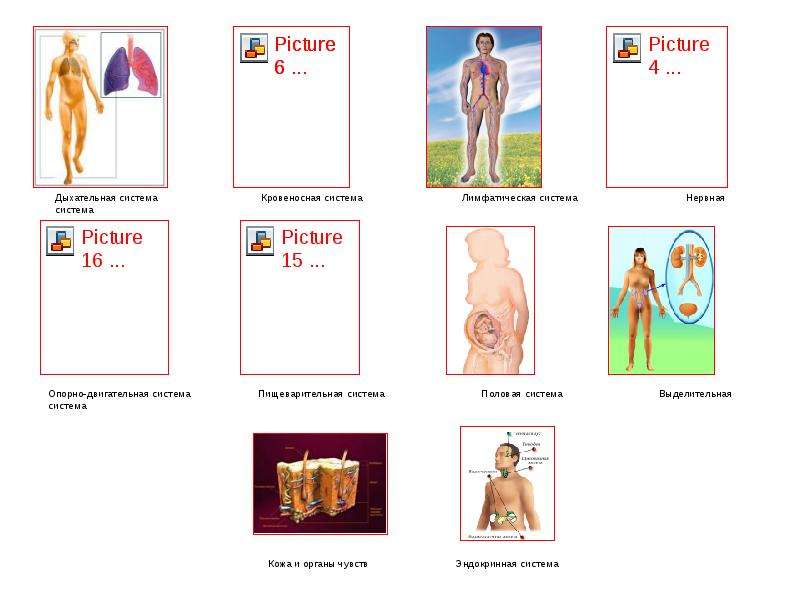 Основы медицины: анатомия, физиология, гигиена, слайд 12
