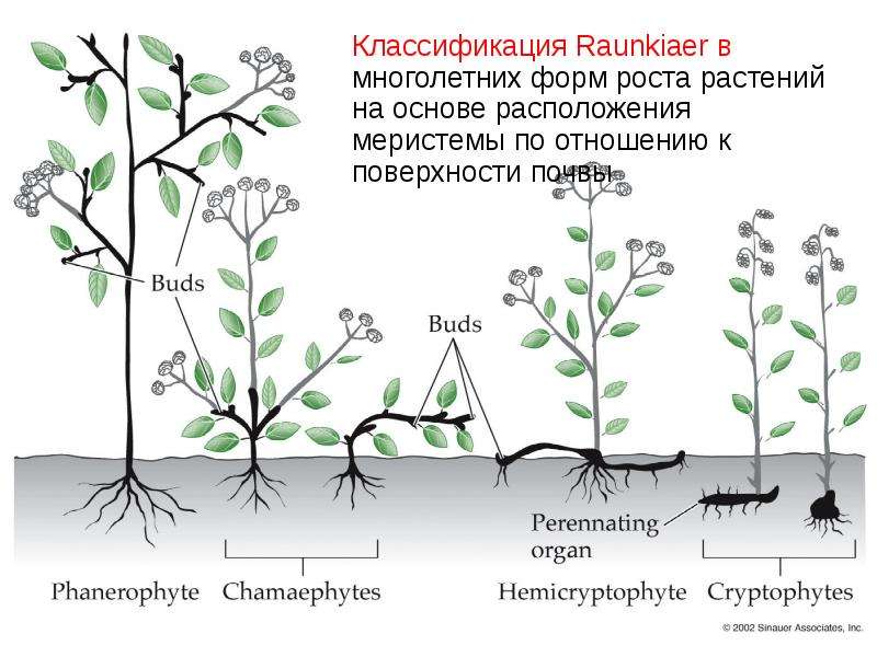 Форма роста. Форма роста растений. Активная форма роста растения. Раункиер классификация. Классификация роста растений.