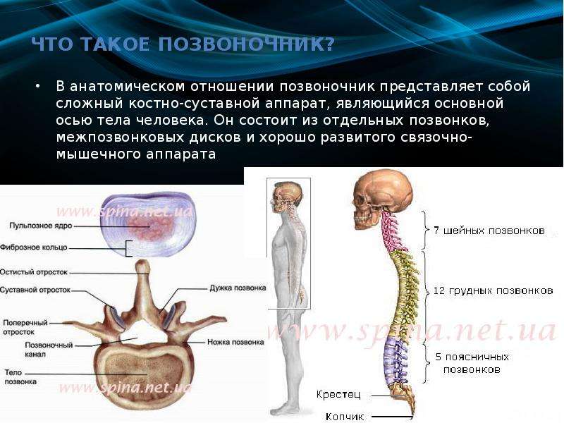 Реабилитация при переломе позвоночника презентация