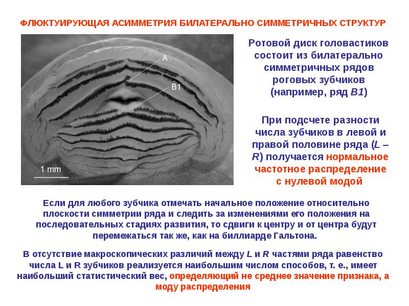 Билатерально синхронные волны. Флюктуирующее образование. Билатеральное нарушение. Билатеральный это. Ряд Бертрана.