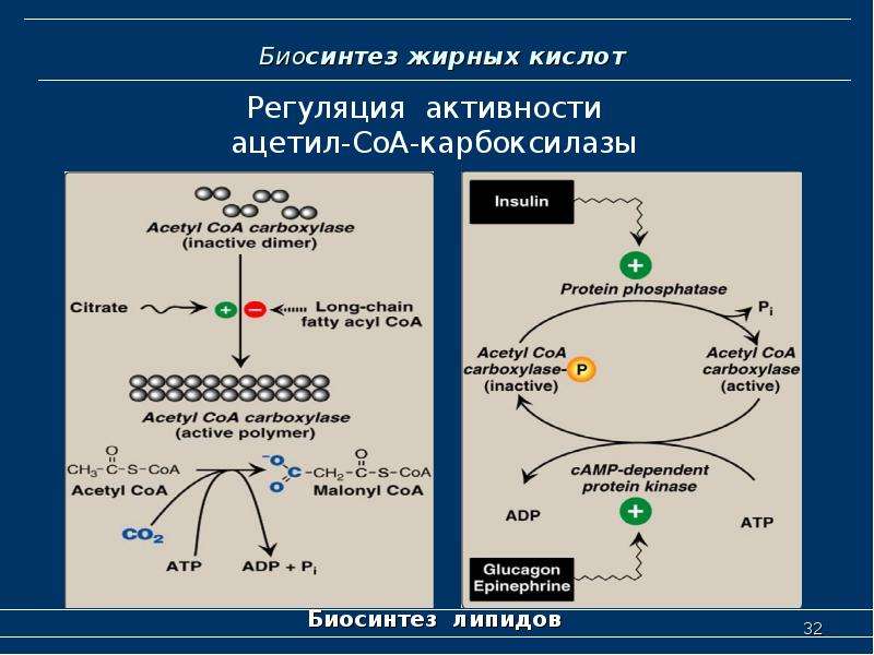 Липиды биохимия лекция презентация