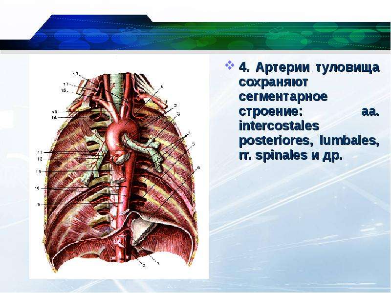 Артерии туловища