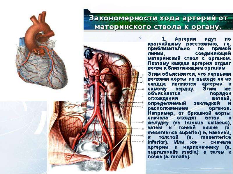 Ход артерий. Закономерности хода артерий. Закономерности хода артерий от материнского ствола к органу.