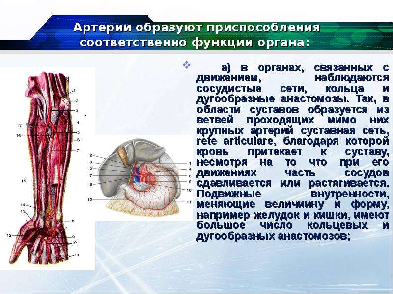 Артерии закрыли. Крупные артерии образуют:. Дугообразный анастомоз. Сосуды кожи образуют многочисленные анастомозы.