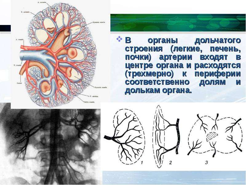 Строение почечной артерии