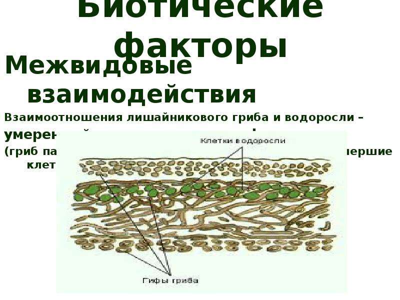 Экологическая ниша и межвидовые отношения 11 класс презентация