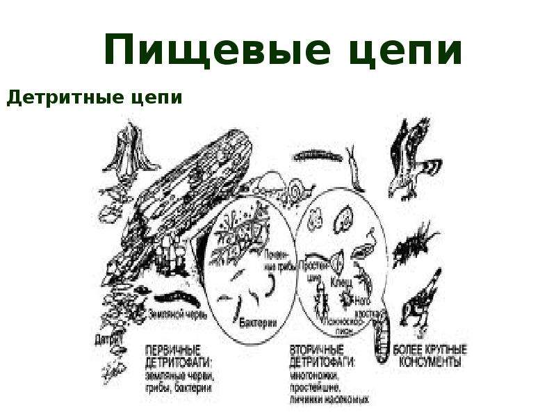 Экологическая ниша белки. Детритная пищевая цепь. Цепь экологическая ниша. Что такое цепь биотические факторы. Пищевая цепь пня.