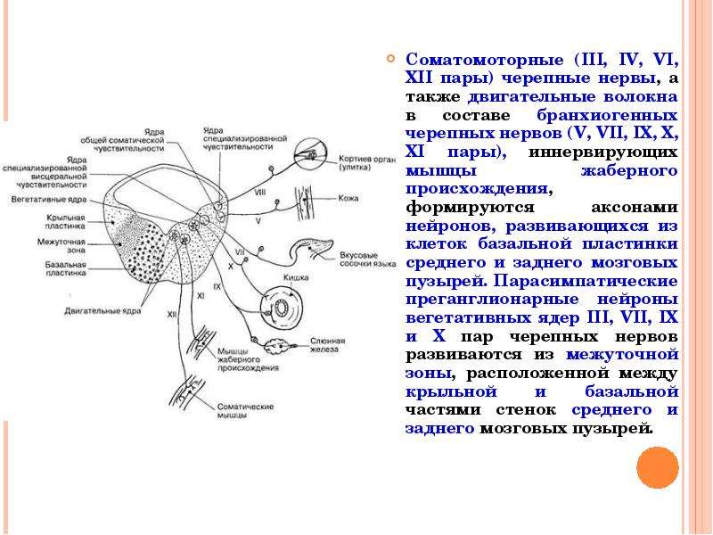 Какие ядра в черепных нервах. IX-XII пары черепных нервов. III, IV, vi, XI И XII пары черепных нервов. Соматомоторные Черепные нервы. Черепные нервы жаберного происхождения.