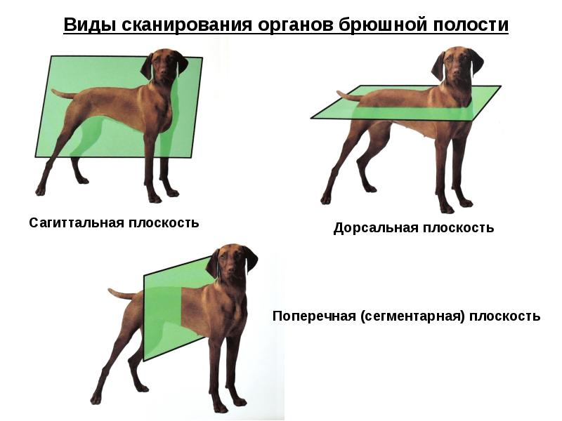 Теле направления. Плоскости сканирования при УЗИ. Плоскости сканирования в УЗИ животных. Плоскости и направления в анатомии животных. Плоскости собаки.