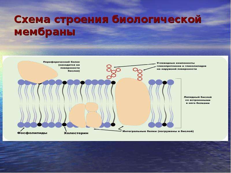 Схема строения биологической мембраны - 80 фото