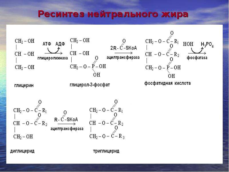 Ресинтез таг в стенке кишечника