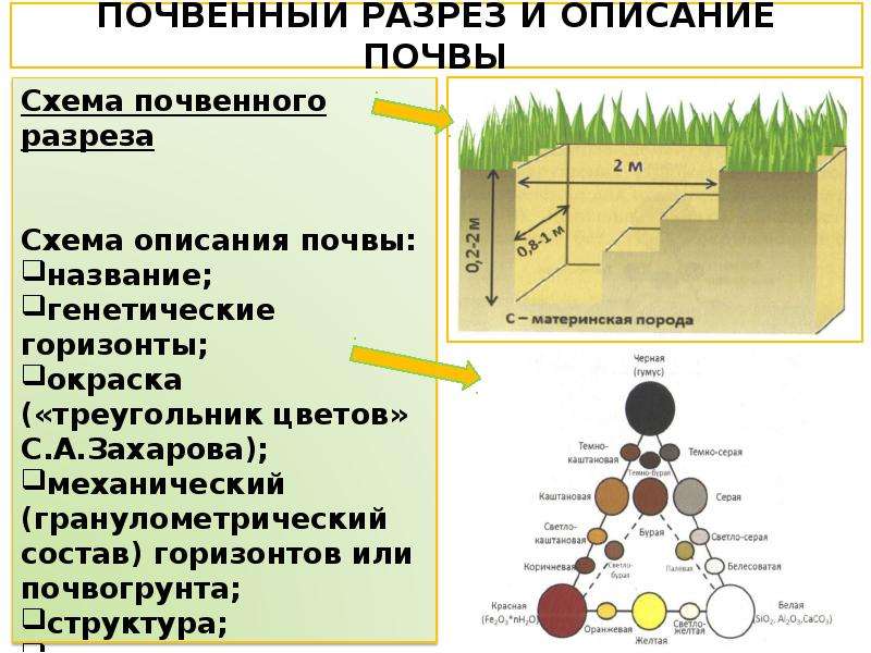 Цвет почвы. Почвенный разрез. Почва в разрезе. Схема почвенного разреза. Почва схема.