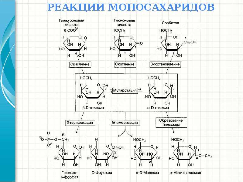 Глюкоза глюконовая кислота реакция. Реакции моносахаридов Синтез гликозидов. Основные реакции моносахаридов. Химические реакции моносахаридов. Реакция окисления моносахаридов.