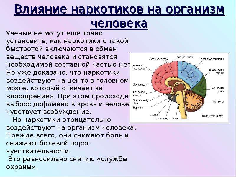 Презентация на тему влияние наркотиков на организм человека