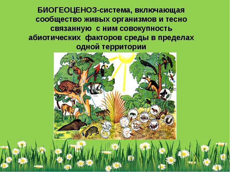 Урок 5 класс природные сообщества пасечник. Биогеоценозе. Сообщество живых организмов. Сообщество экосистема биогеоценоз. Экосистема это сообщество организмов.