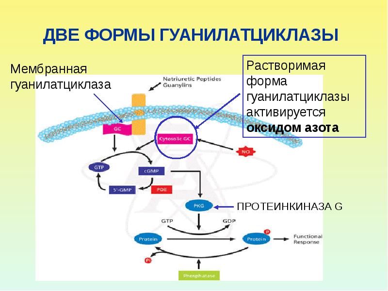 Фермент гуанилатциклаза сосудистой стенки относится к рецепторам типа