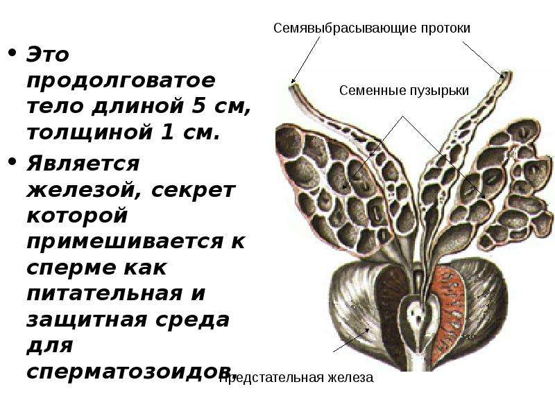 Мужской половый орган. Секрет семенных пузырьков поступает в. Продолговатое тело. Мужской половой железой является. Семявыбрасывающий проток.