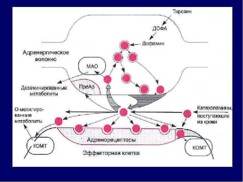 Биохимия нервной ткани презентация