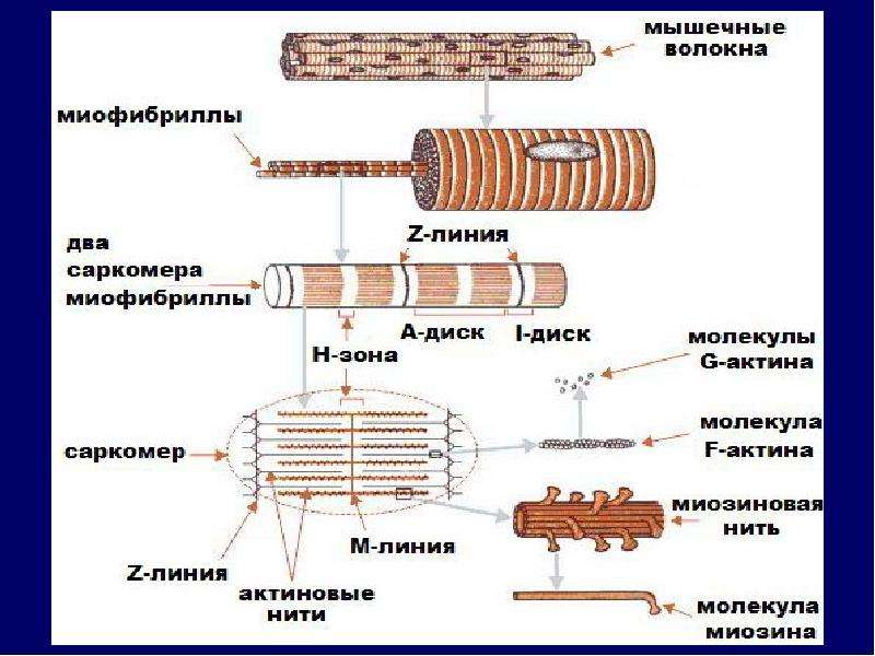 Схема строения мышечного волокна