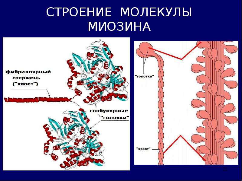 Биохимия нервной ткани презентация