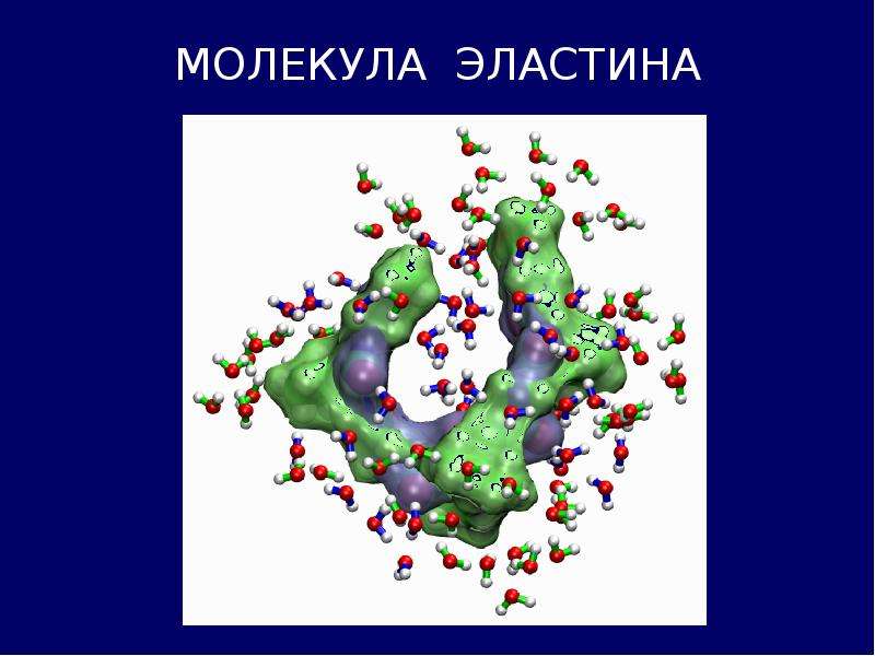 Эластин. Молекула эластина. Эластин химия. Эластин белок молекула. Биохимия молекулы.